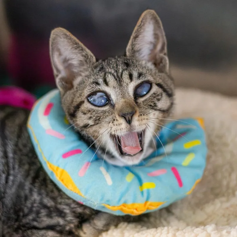 A baby small-sized female Brown / Chocolate Domestic Short Hair cat named Sponch for adoption in Wilmington, DE