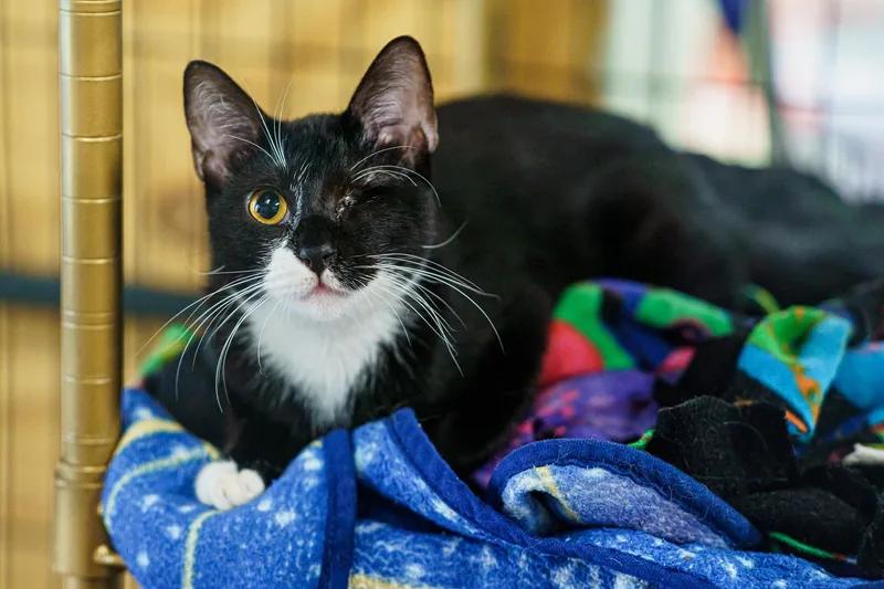 A young medium-sized female Black & White / Tuxedo Tuxedo cat named Penne for adoption in LAMPASAS, TX
