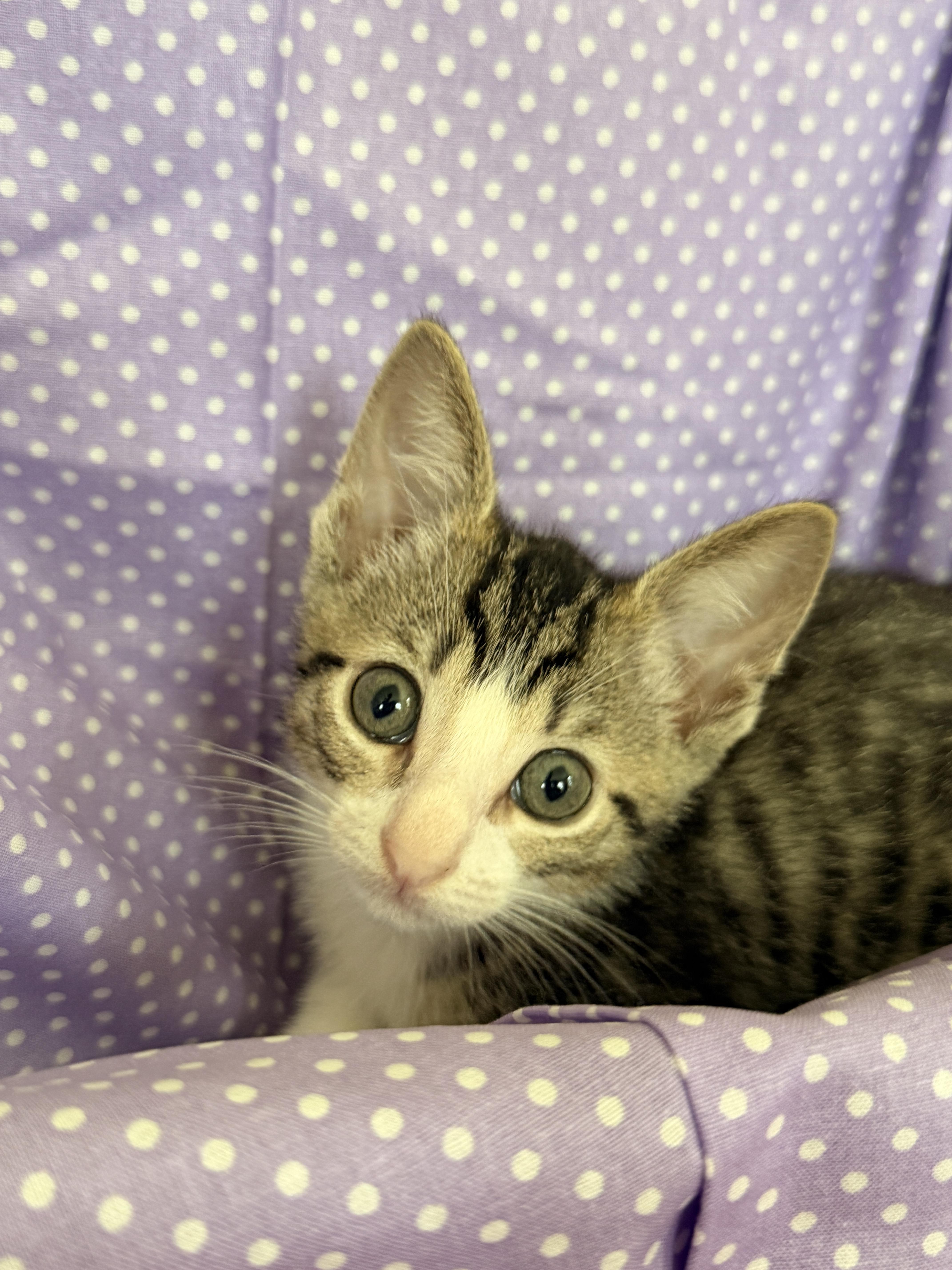 A baby medium-sized male Tabby (Brown / Chocolate) Domestic Short Hair cat named Rory for adoption in Gradyville, KY