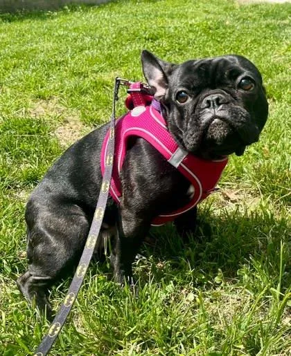 A young small-sized female Black French Bulldog dog named Peanut for adoption in Annapolis, MD