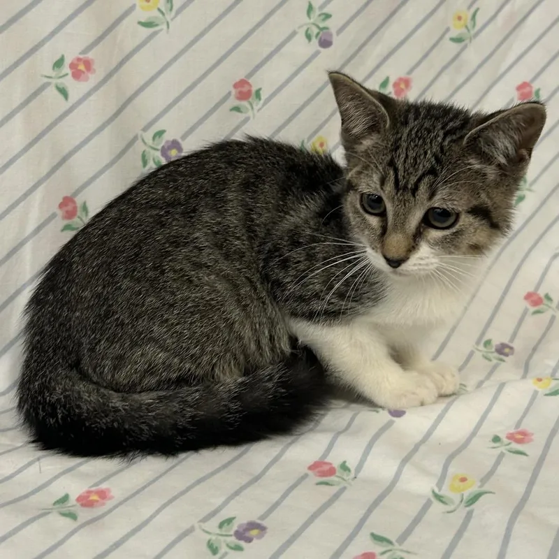 A baby small-sized female Brown / Chocolate Domestic Short Hair cat named Oatmeal for adoption in Coos Bay, OR