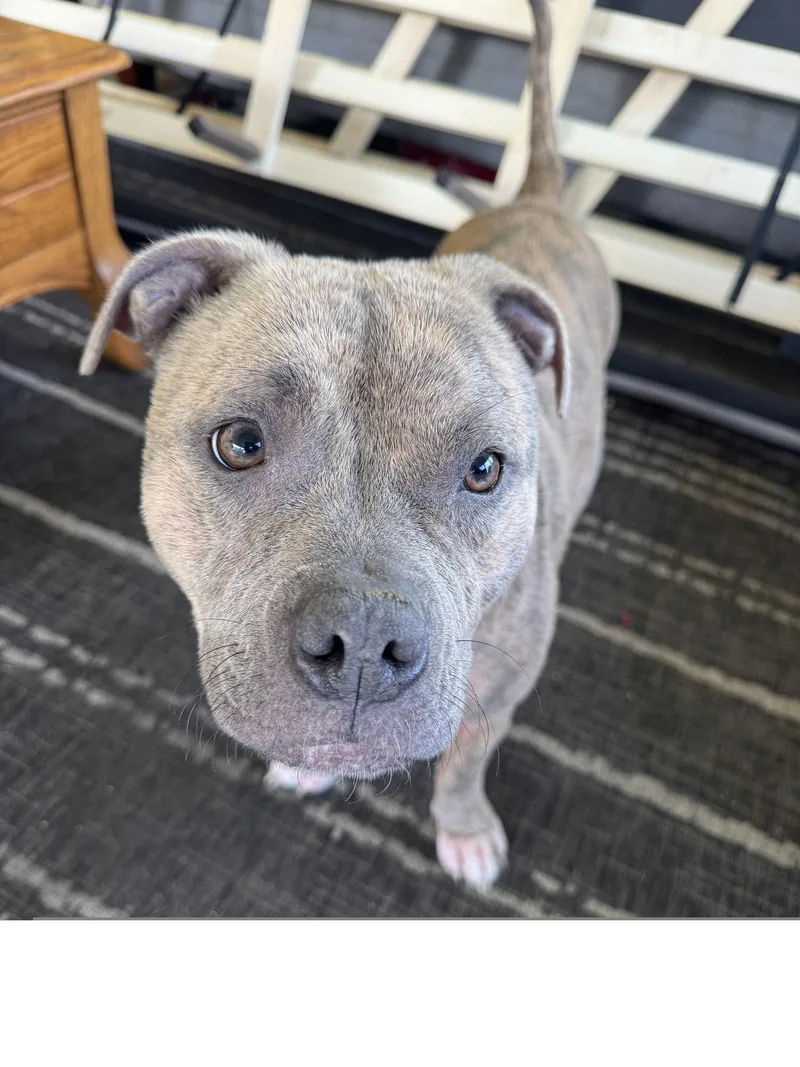 An adult medium-sized female Pit Bull Terrier dog named Leia for adoption in Roseville, CA