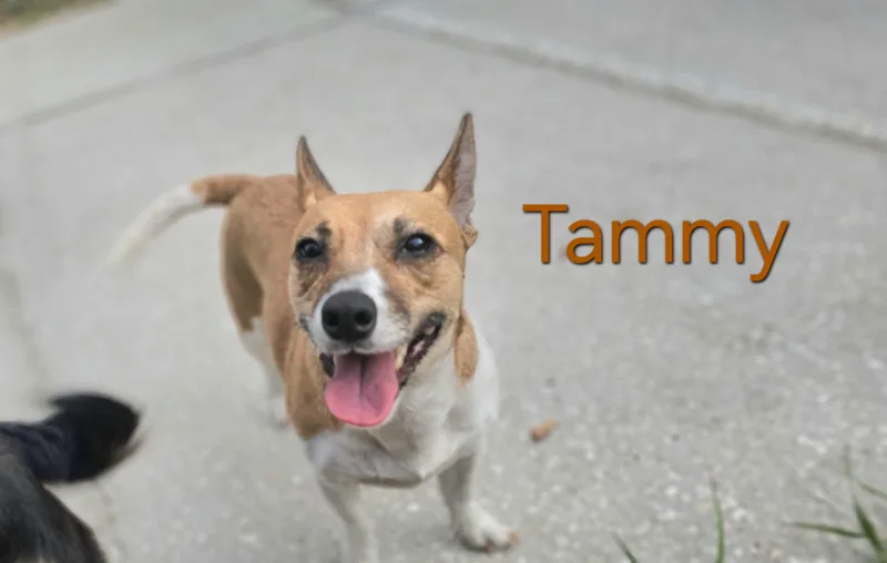 Tammy thumbnail 3