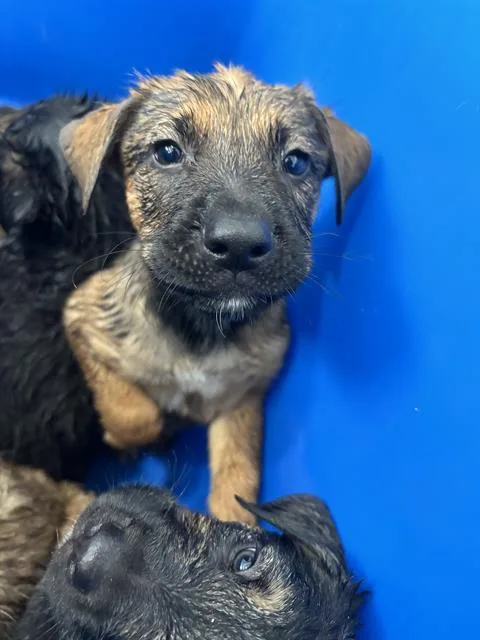 A baby large-sized male Mixed Breed dog named Suzuki for adoption in Dallas, TX