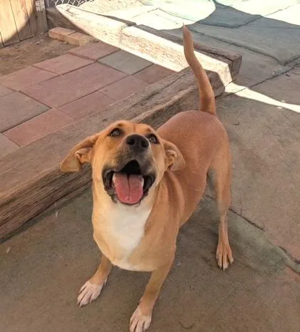 A young medium-sized female Golden Boxer dog named Thelma for adoption in Ventura, CA
