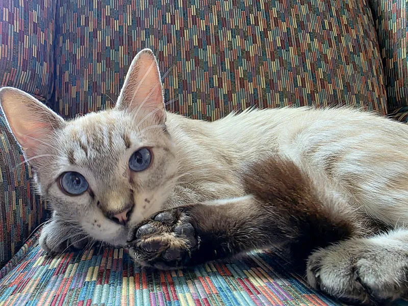 Hazel Lynx Point