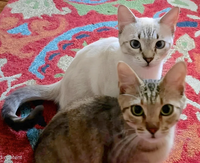 Hazel  Lynx Point thumbnail 4