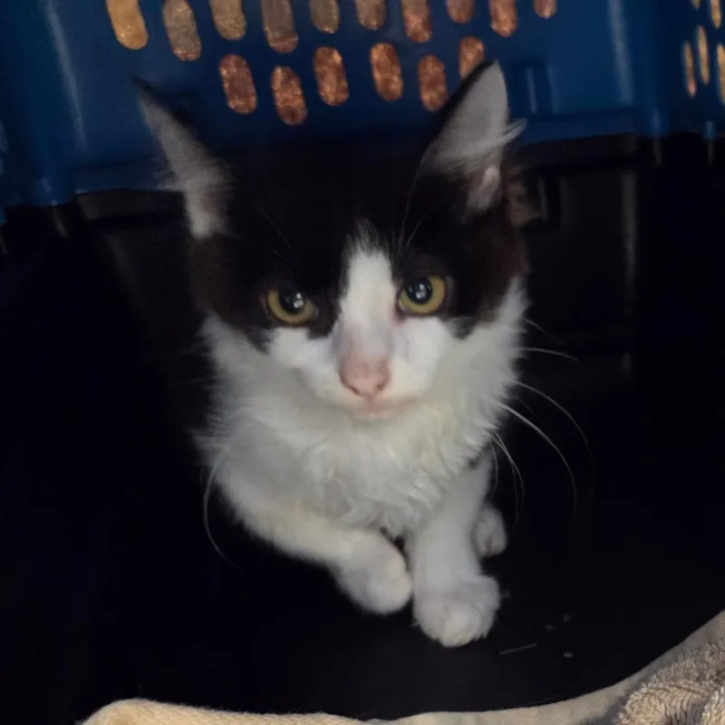 A young small-sized female Black Domestic Short Hair cat named Fancy for adoption in Chattanooga, TN