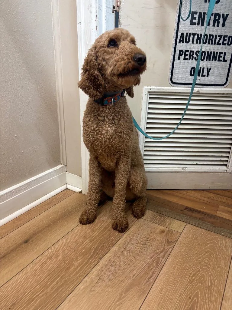 An adult large-sized male Poodle dog named Charlie for adoption in Fayetteville, TN