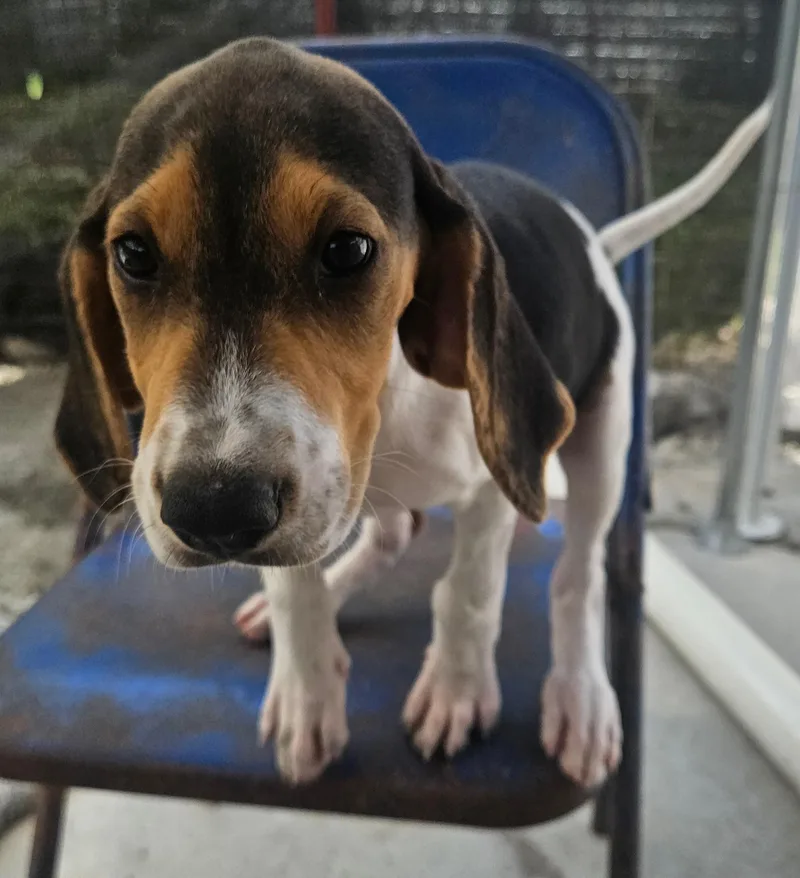 A baby medium-sized male Tricolor (Brown, Black, & White) Beagle dog named Marlin Seagull for adoption in Andover, MA