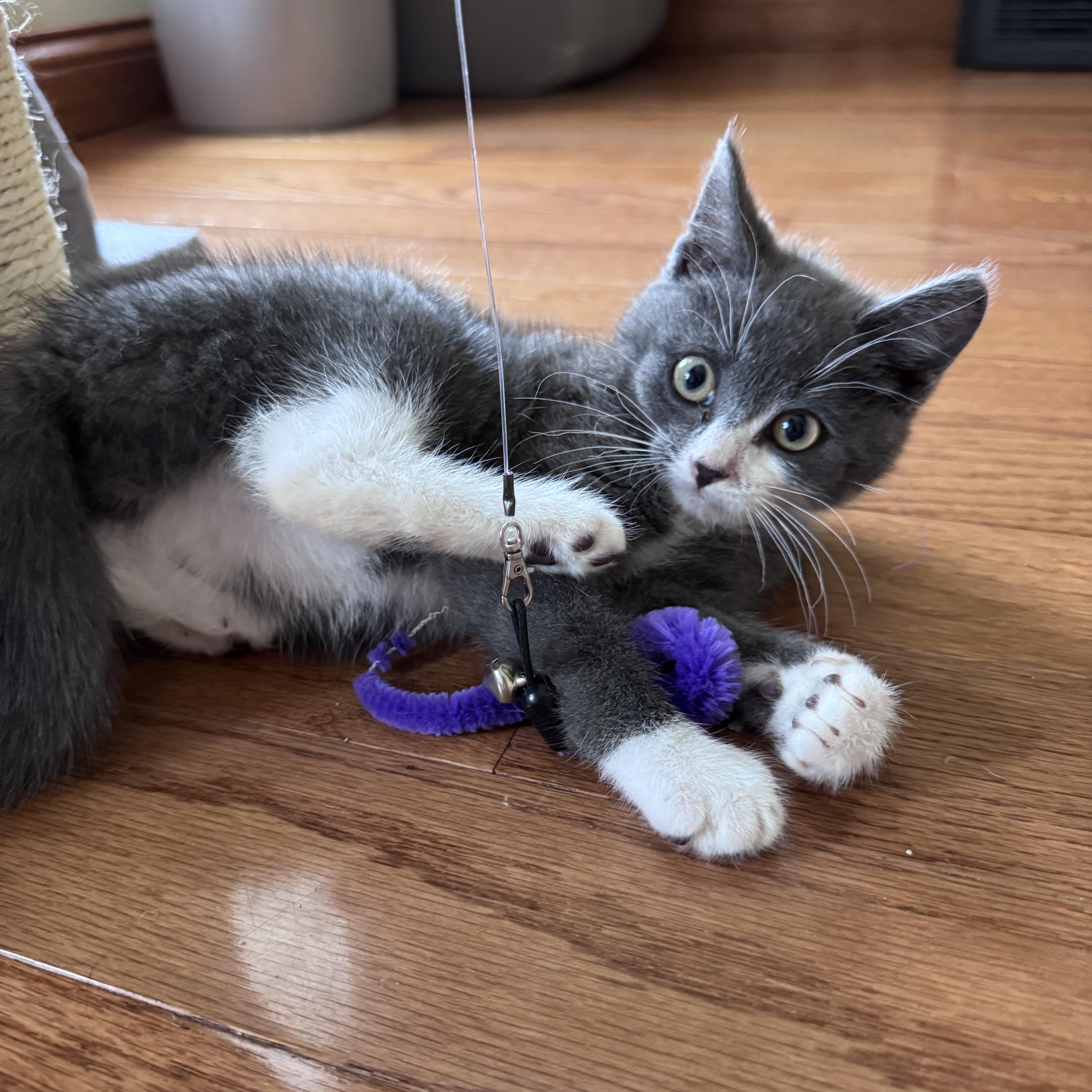 A baby medium-sized male Gray & White Domestic Short Hair cat named Julien for adoption in Anoka, MN