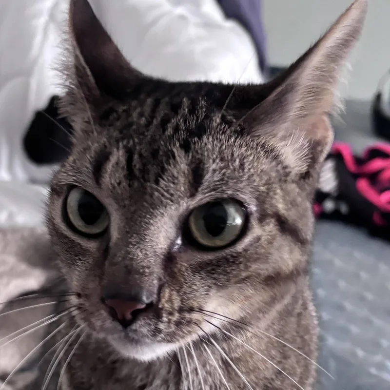 An adult medium-sized male Domestic Short Hair cat named Murphy for adoption in Sugar Land, TX