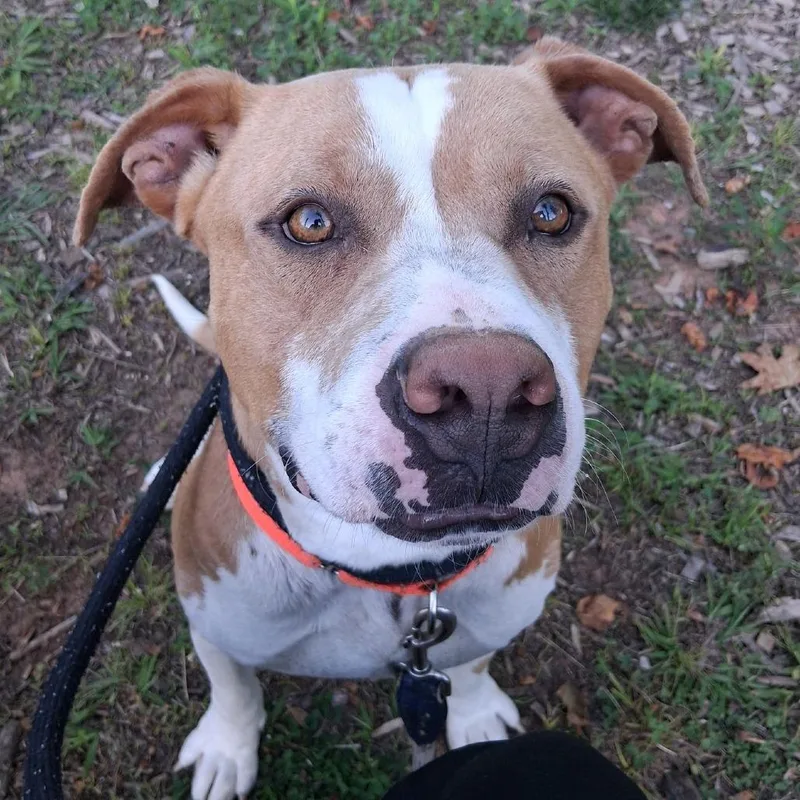 An adult medium-sized male Brown / Chocolate American Staffordshire Terrier dog named Ravioli for adoption in Greensboro, NC