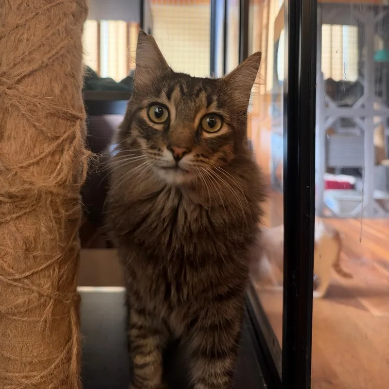 An adult large-sized male Black Domestic Medium Hair cat named Ollie for adoption in Salem, OR