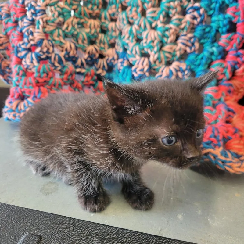 A baby small-sized male Black Domestic Short Hair cat named Zeek for adoption in Clarksdale, MS