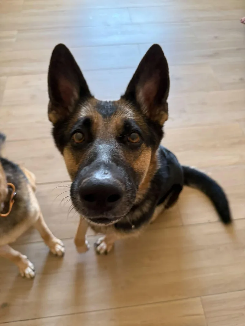 An adult large-sized female German Shepherd Dog dog named Bella and Jackson for adoption in Glendale, AZ