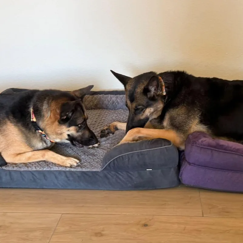 Bella and Jackson thumbnail 2