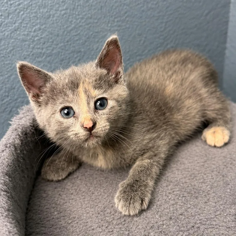A baby small-sized female Tortoiseshell Domestic Short Hair cat named Rogue for adoption in Long Beach, CA
