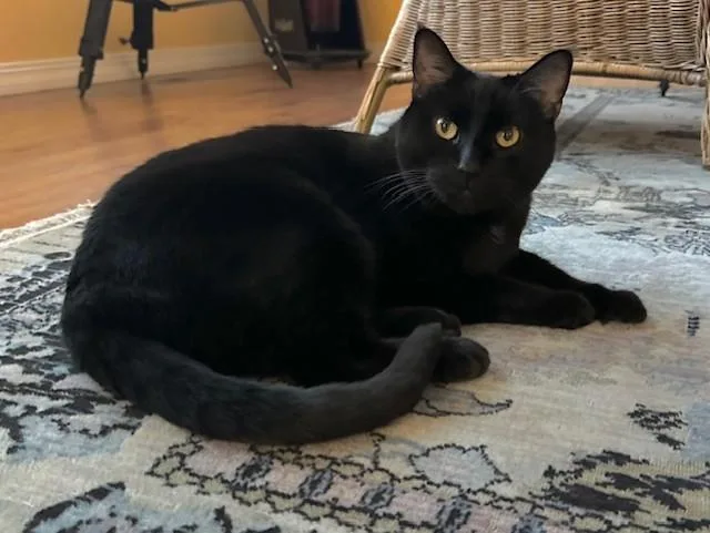 A senior medium-sized female Domestic Short Hair cat named Sheeba for adoption in Colorado Springs, CO