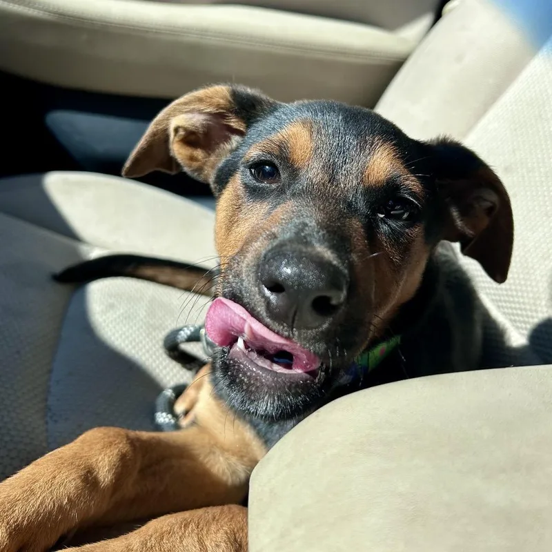 A baby medium-sized female Black Doberman Pinscher dog named Panini for adoption in Peculiar, MO