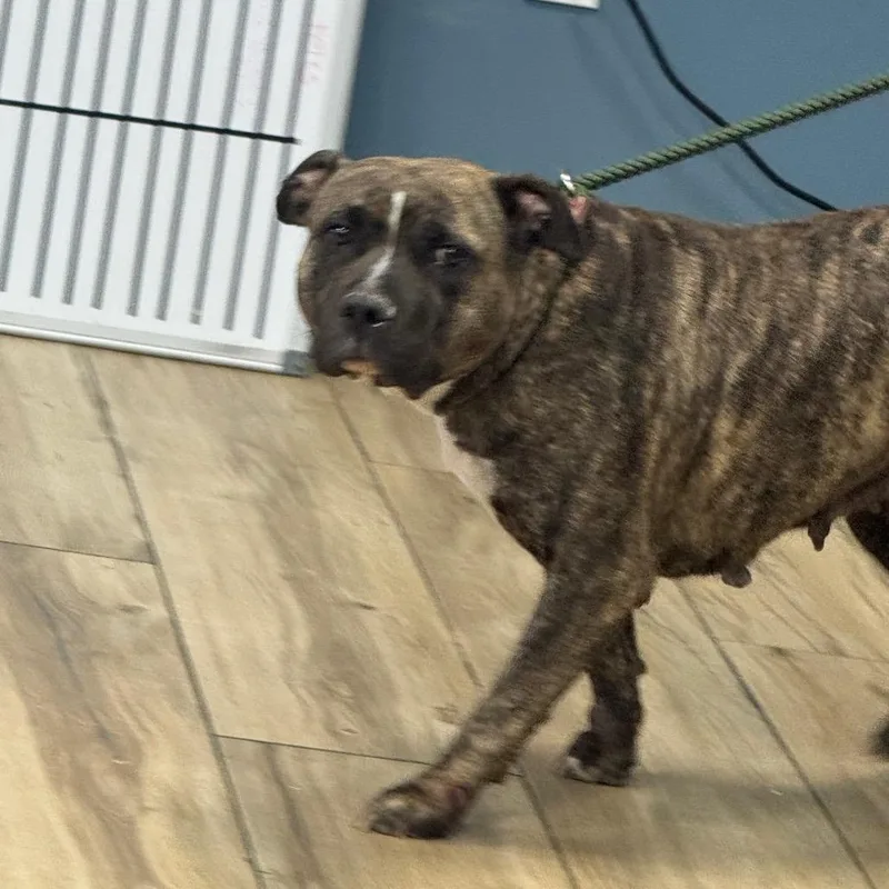 An adult medium-sized female Brindle Pit Bull Terrier dog named Becca for adoption in Newark, NJ