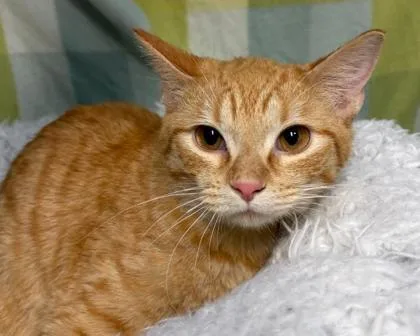 An adult medium-sized male Domestic Short Hair cat named Mabius for adoption in Kansas City, MO