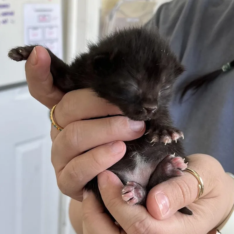A baby small-sized female Black Domestic Short Hair cat named Starlight for adoption in Chapel Hill, NC