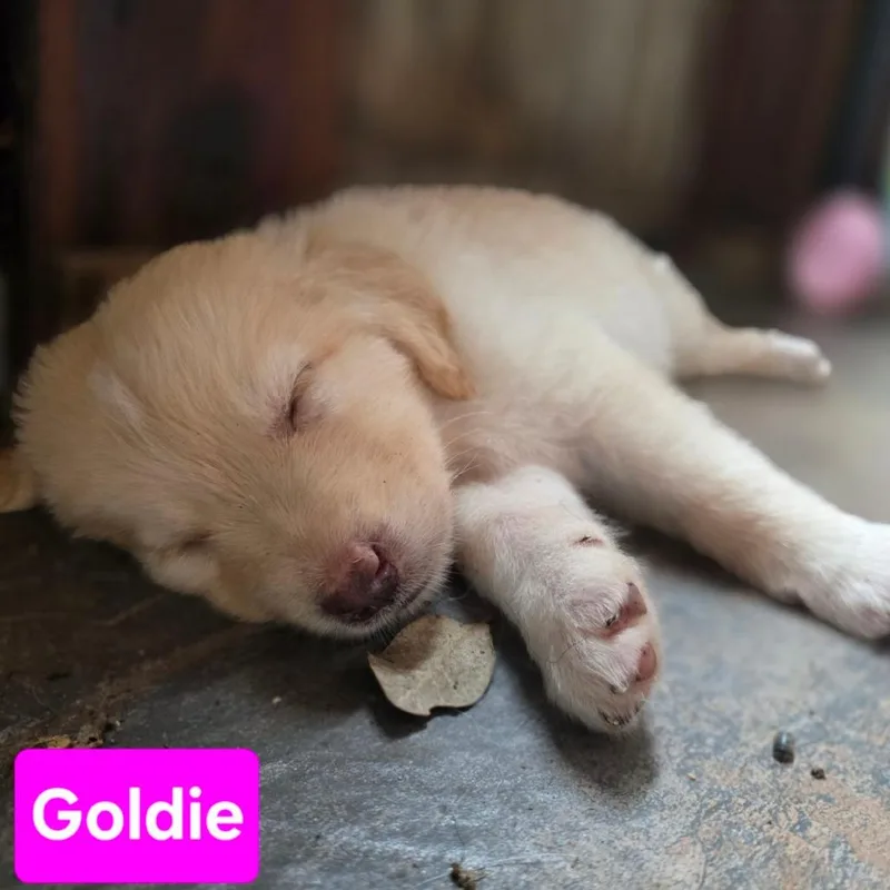 Goldie