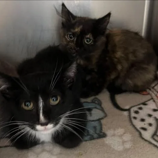 A baby small-sized female Tortoiseshell Domestic Short Hair cat named 26-1137 for adoption in Los Banos, CA