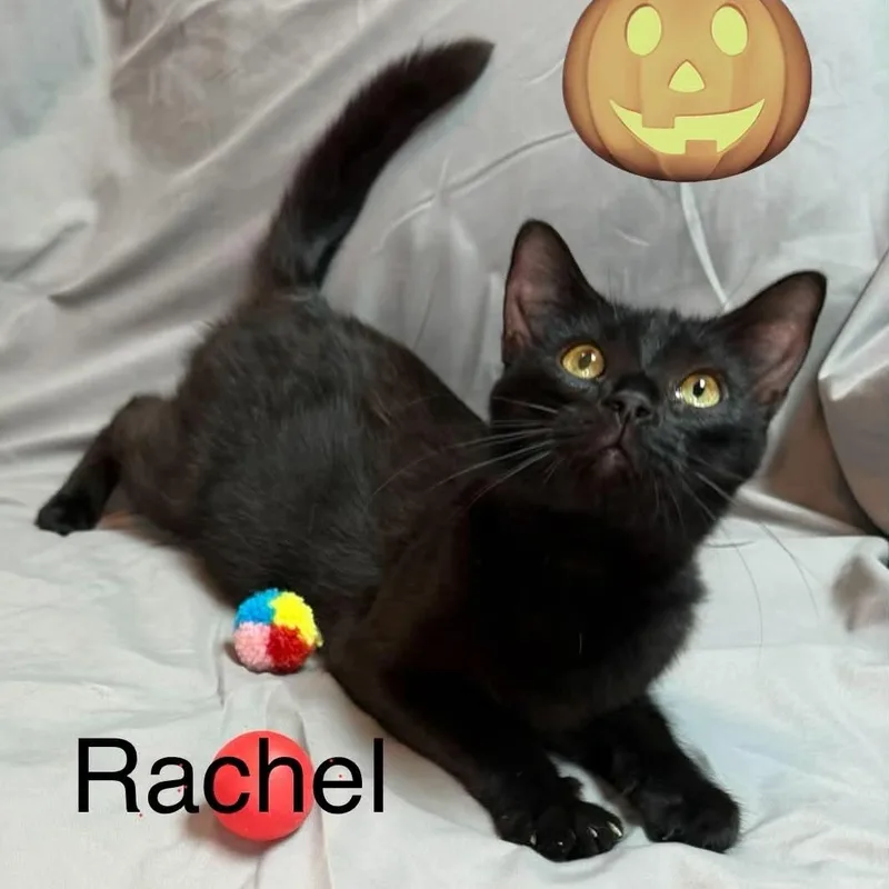 Rachel thumbnail 2