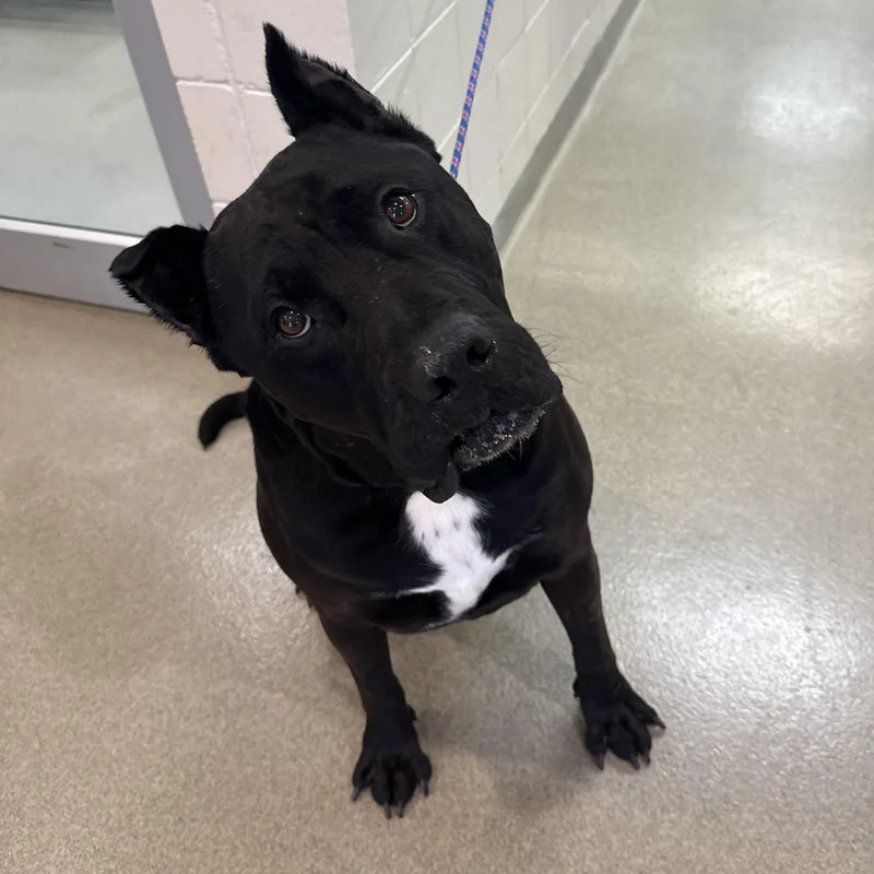 An adult extra large-sized male Cane Corso dog named Jax for adoption in Kearney, NE