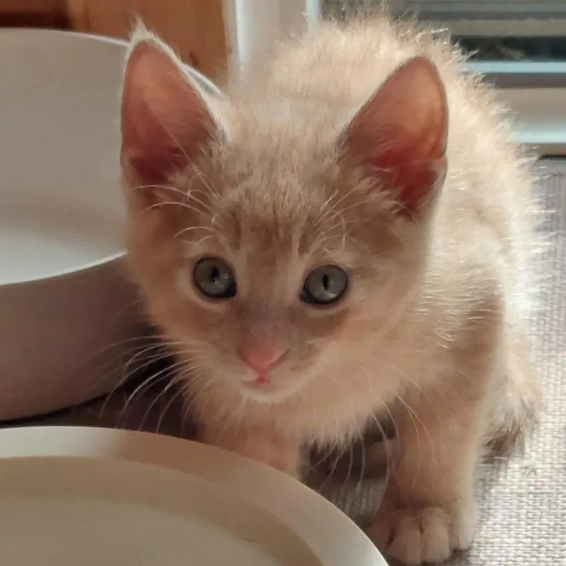 A baby medium-sized male Domestic Short Hair cat named Rumpelstiltskin for adoption in Plover, WI