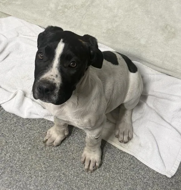 A baby medium-sized female Pit Bull Terrier dog named Mercedes for adoption in Escondido, CA