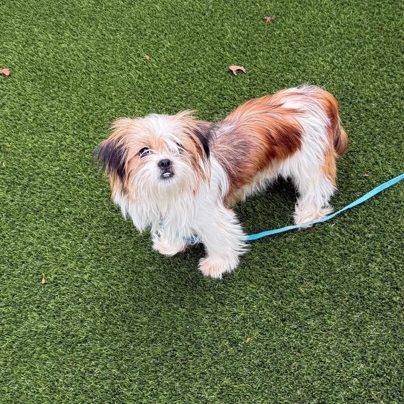 A young small-sized female Shih Tzu dog named Bella Rose for adoption in Cumming, GA