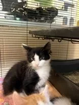 A baby medium-sized female Black & White / Tuxedo Domestic Short Hair cat named Jenga for adoption in Charleston, SC