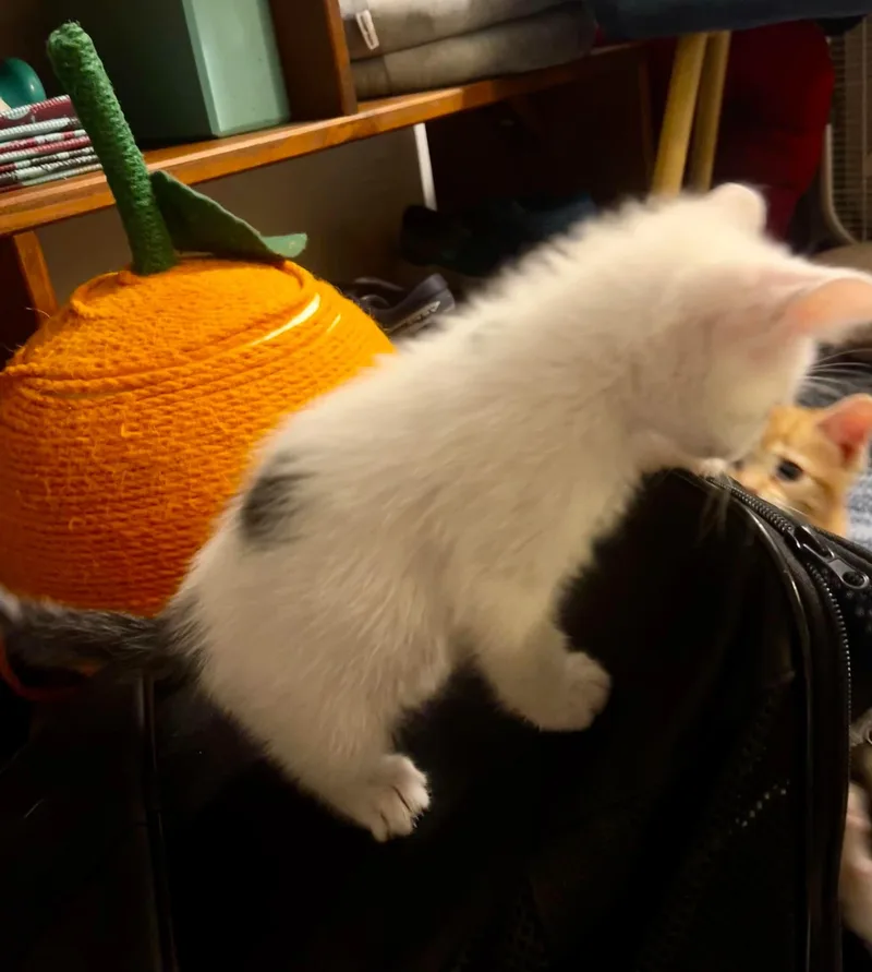 A baby small-sized male White Domestic Short Hair cat named Prince for adoption in Bloomsdale, MO