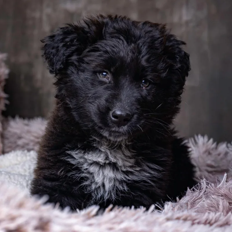 A baby small-sized female Black Mixed Breed dog named Tanya for adoption in Park City, UT