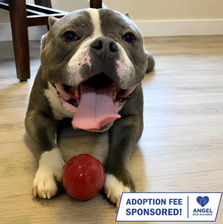 An adult medium-sized male Bicolor Pit Bull Terrier dog named Lucky for adoption in Naperville, IL