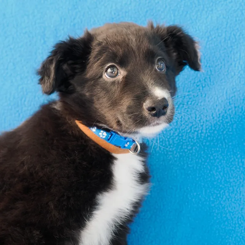 A baby medium-sized male Black Border Collie dog named Bobby Mcgee for adoption in Point Richmond, CA