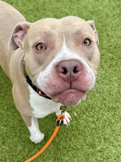 Drako