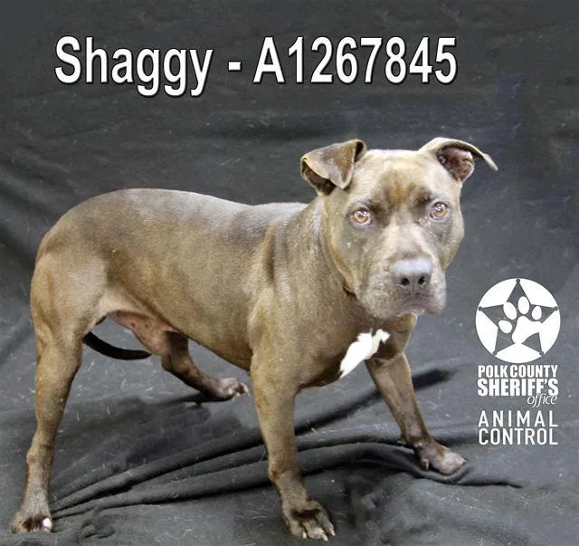Shaggy