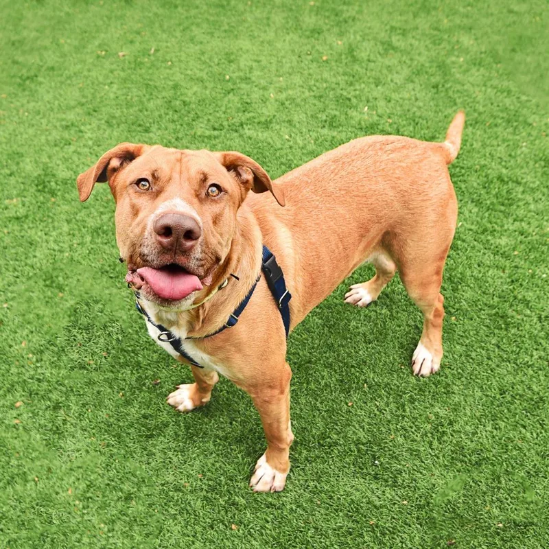 A young large-sized male Mixed Breed dog named Tank for adoption in Murray, UT