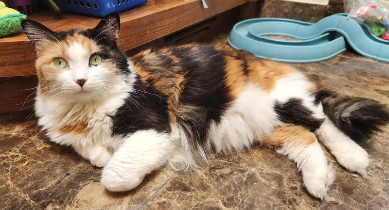 An adult large-sized female Calico Domestic Medium Hair cat named Callie for adoption in Oklahoma City, OK