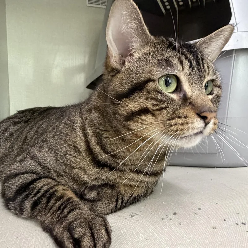 An adult large-sized male Brown / Chocolate Domestic Short Hair cat named Escape for adoption in St. Paul, MN