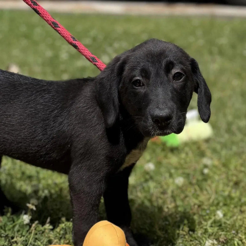 A baby medium-sized female Labrador Retriever dog named Freedom for adoption in Locust Fork, AL