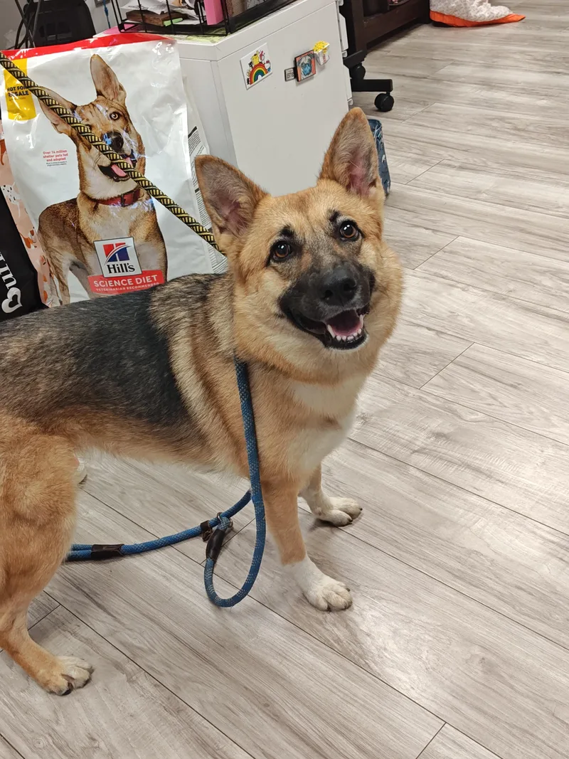 A young medium-sized female Tricolor (Brown, Black, & White) German Shepherd Dog dog named Tootsie for adoption in Greeneville , TN