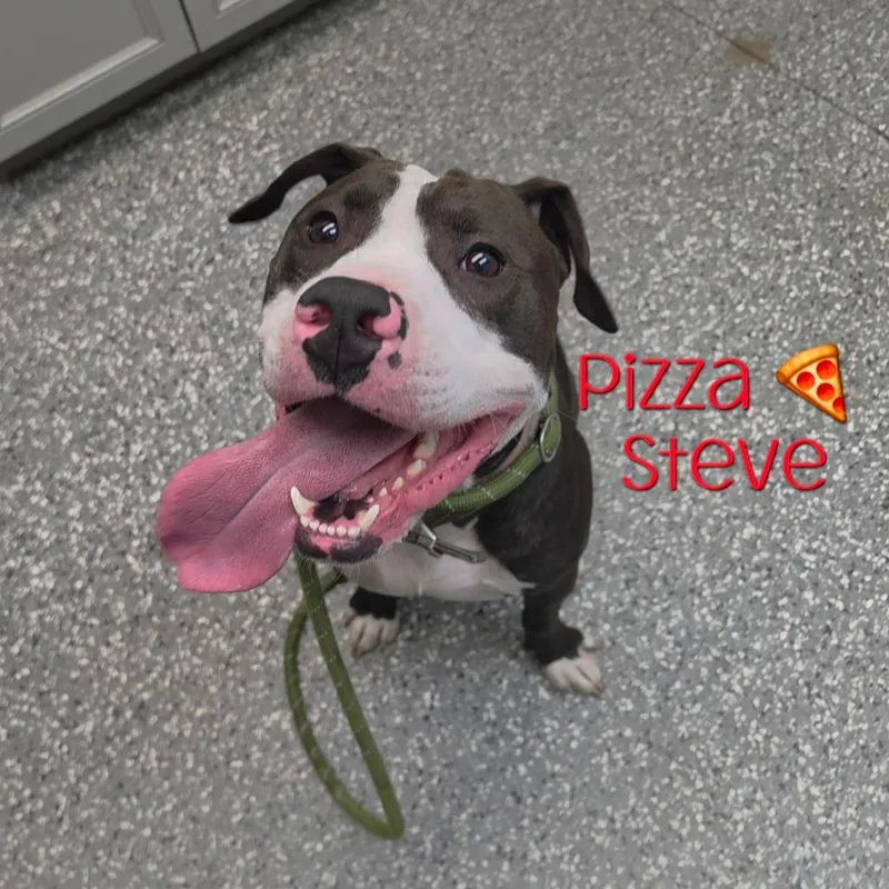 Pizza Steve
