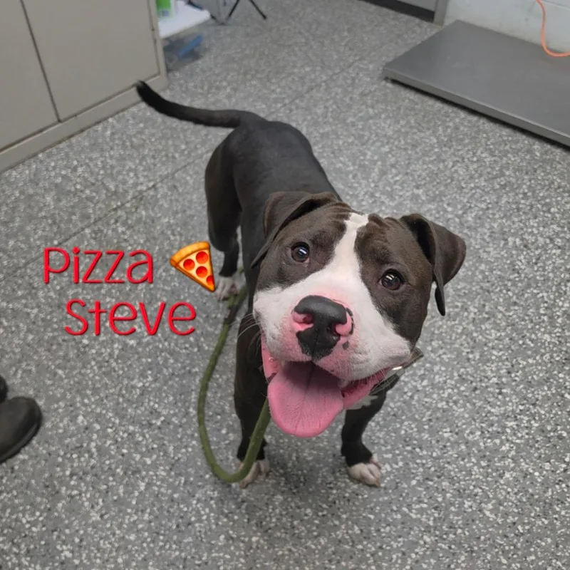 Pizza Steve thumbnail 2