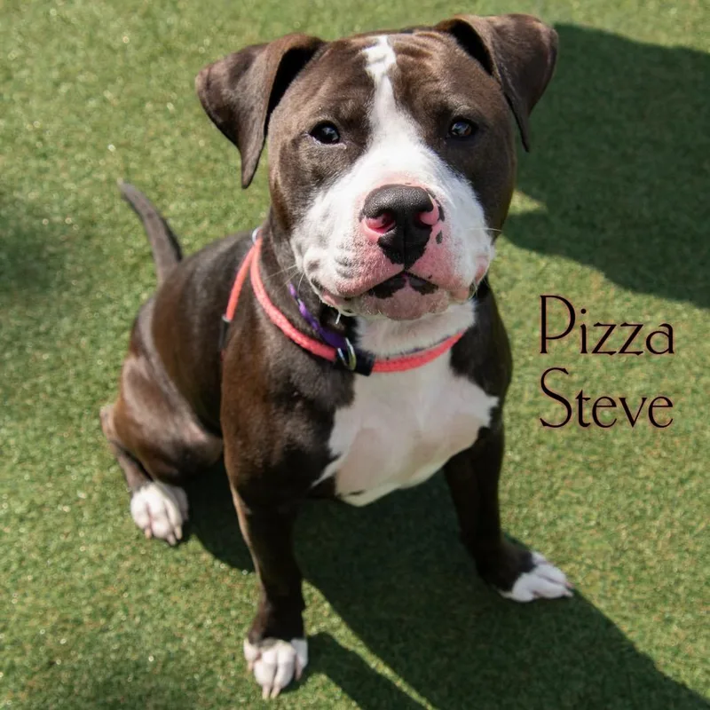 Pizza Steve thumbnail 3