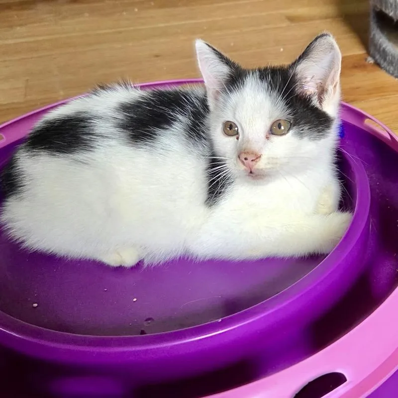 A baby small-sized male White Domestic Short Hair cat named Bix Miller for adoption in Woodstock, VA